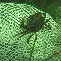 Over the course of the field study, 7 species of crab were recorded on the moorings.